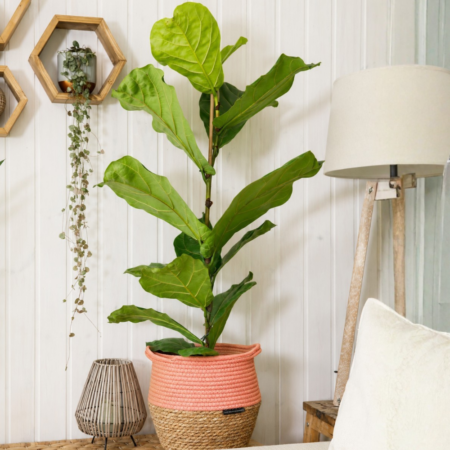Fiddle Leaf Fig