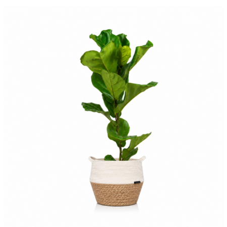 Fiddle Leaf Fig - Large (75-100cm), White Belly Basket