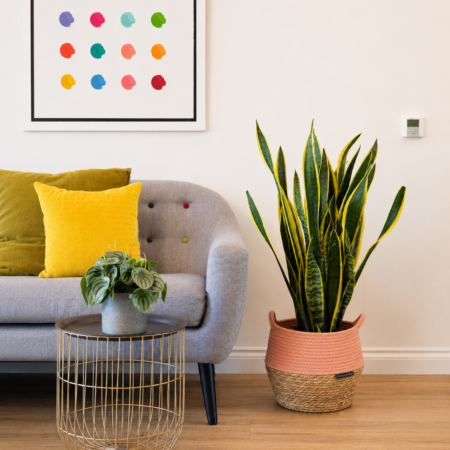 Sansevieria (Snake Plant)