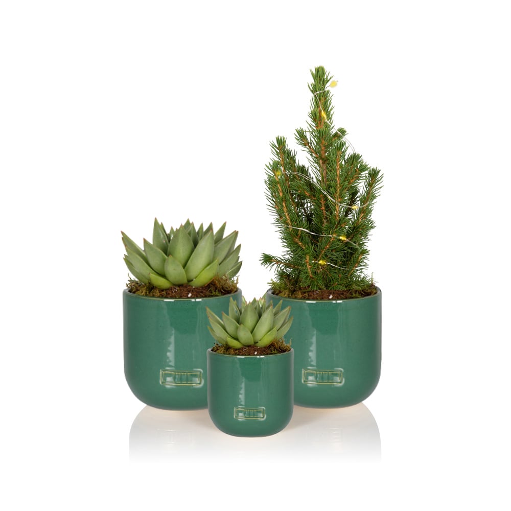 Mini Christmas Tree & Succulent Gang