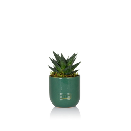 Haworthia - Mini (10-15cm), Green Glazed