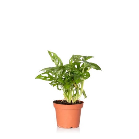 Monstera Monkey Leaf - Refills
