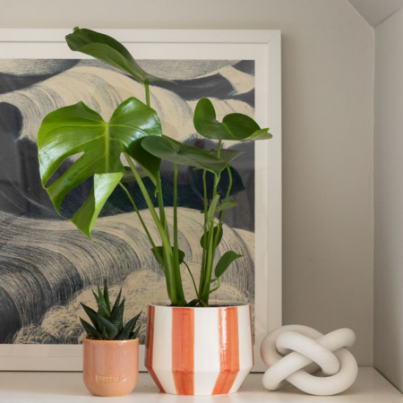 Monstera