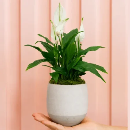 Peace Lily