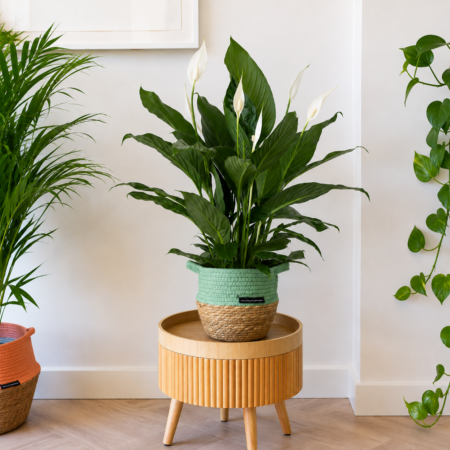 Peace Lily