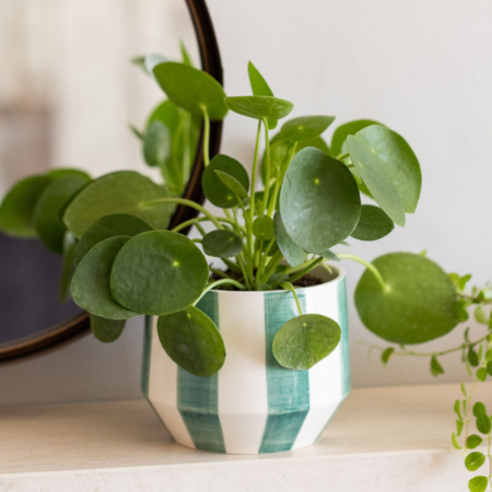 Pilea Peperomioides