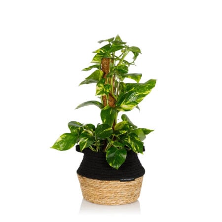 Scindapsus (Moss Pole) - Big (40-75cm), Belly Basket