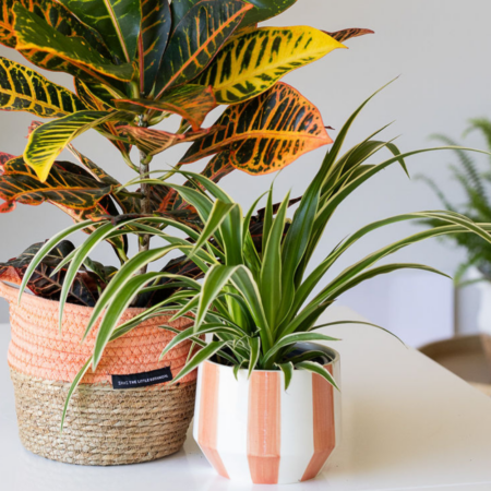 Spider Plant