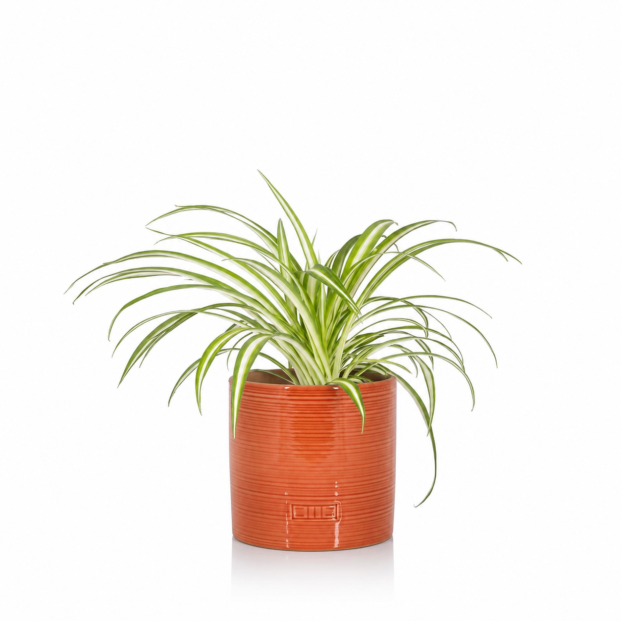 Spider Plant