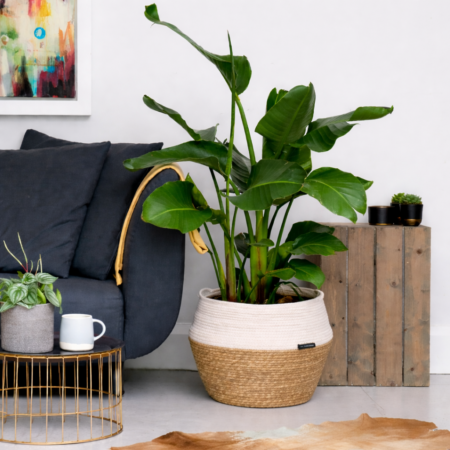 Strelitzia Nicolai (Bird of Paradise)