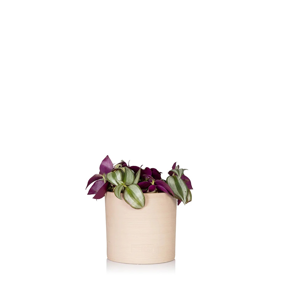 Tradescantia