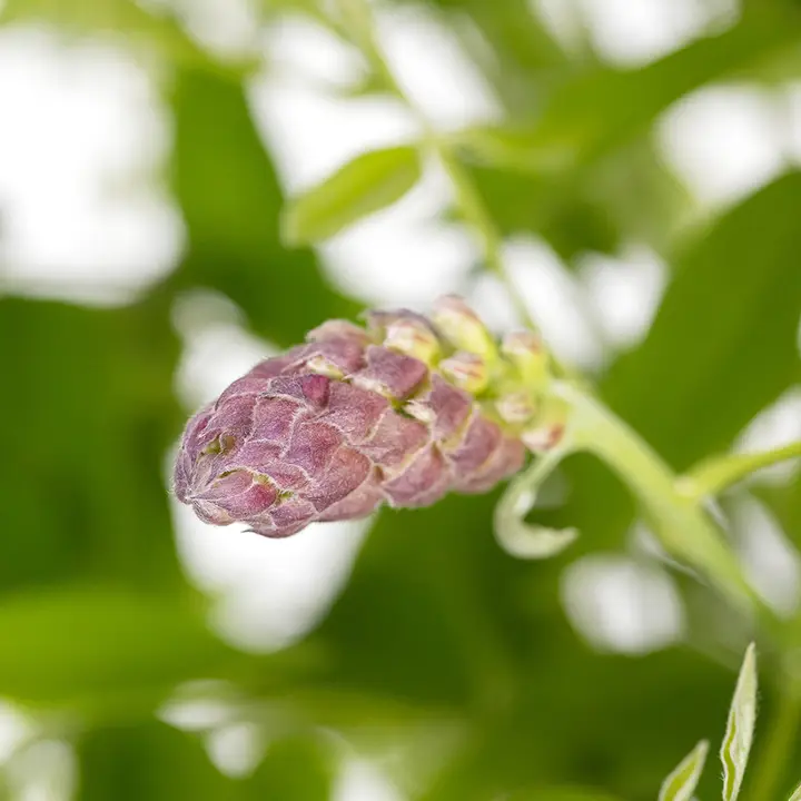 Wisteria