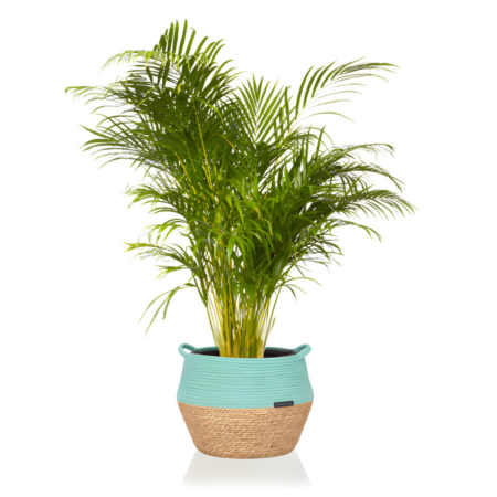 Areca Palm - Extra Large (100-150cm), Green Belly Basket