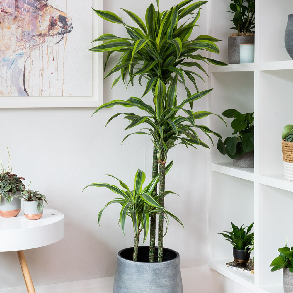 XL Dracaena Lemon & Lime