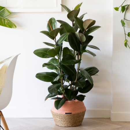 Ficus Elastica (Rubber Plant)