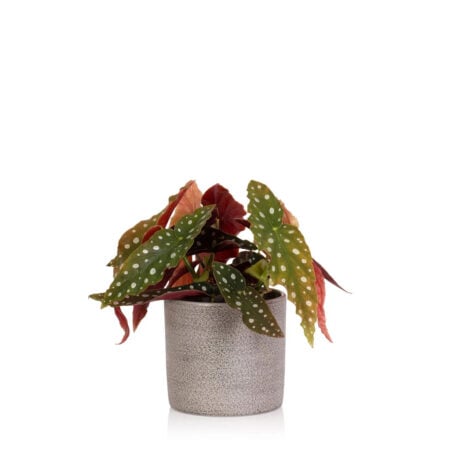 Begonia Maculata - Grey textured pot
