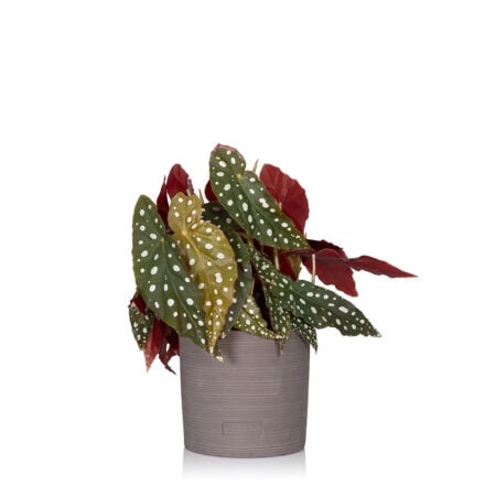 Begonia Maculata - Charcoal Grey Stoneware