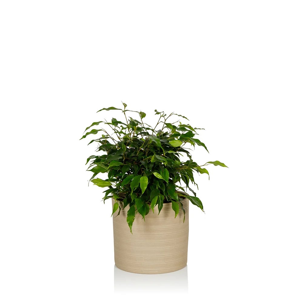 Ficus Benjamina