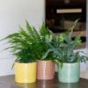 Houseplant Glazed