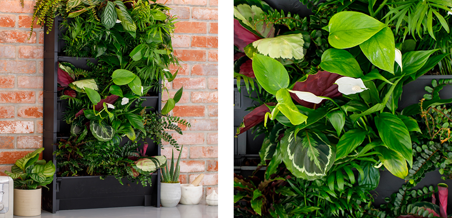 living wall with houseplants