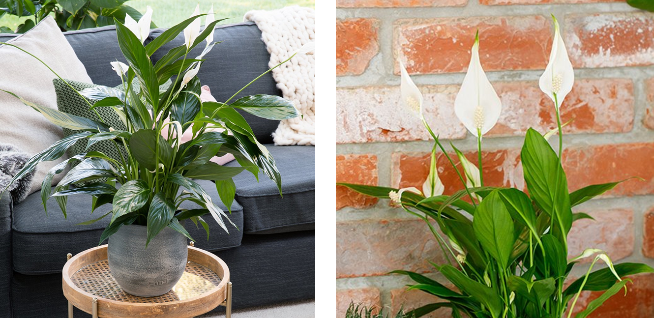 peace lily in large pot and general peace lily image combined in a banner