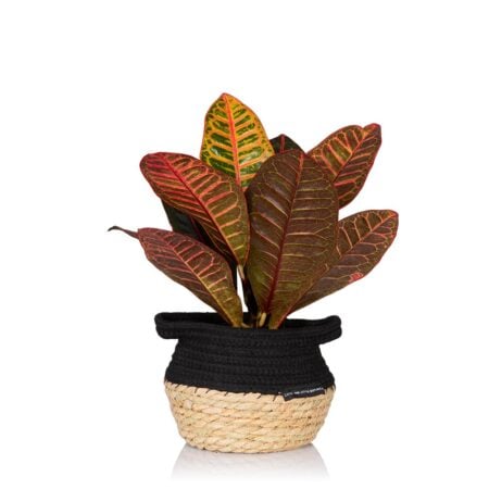 Croton Petra - Medium (20-40cm), Belly Basket
