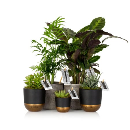 Wellbeing Bundle - Black and Gold