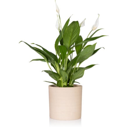Peace Lily - Medium (20-40cm), Almond Stoneware