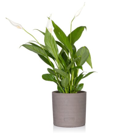 Peace Lily - Medium (20-40cm), Charcoal Grey Stoneware