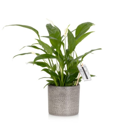 Peace Lily - Medium (20-40cm), Grey textured pot