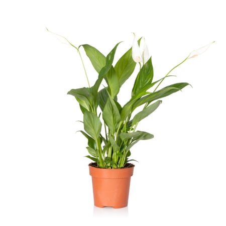 Peace Lily - Medium (20-40cm), Refills