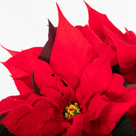 Gift Wrapped Red Poinsettia