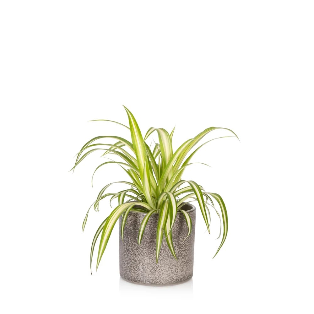Spider Plant