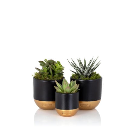 Succulent Plant Gang - Black and Gold