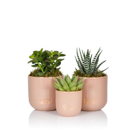 Succulent Plant Gang - Pink glazed
