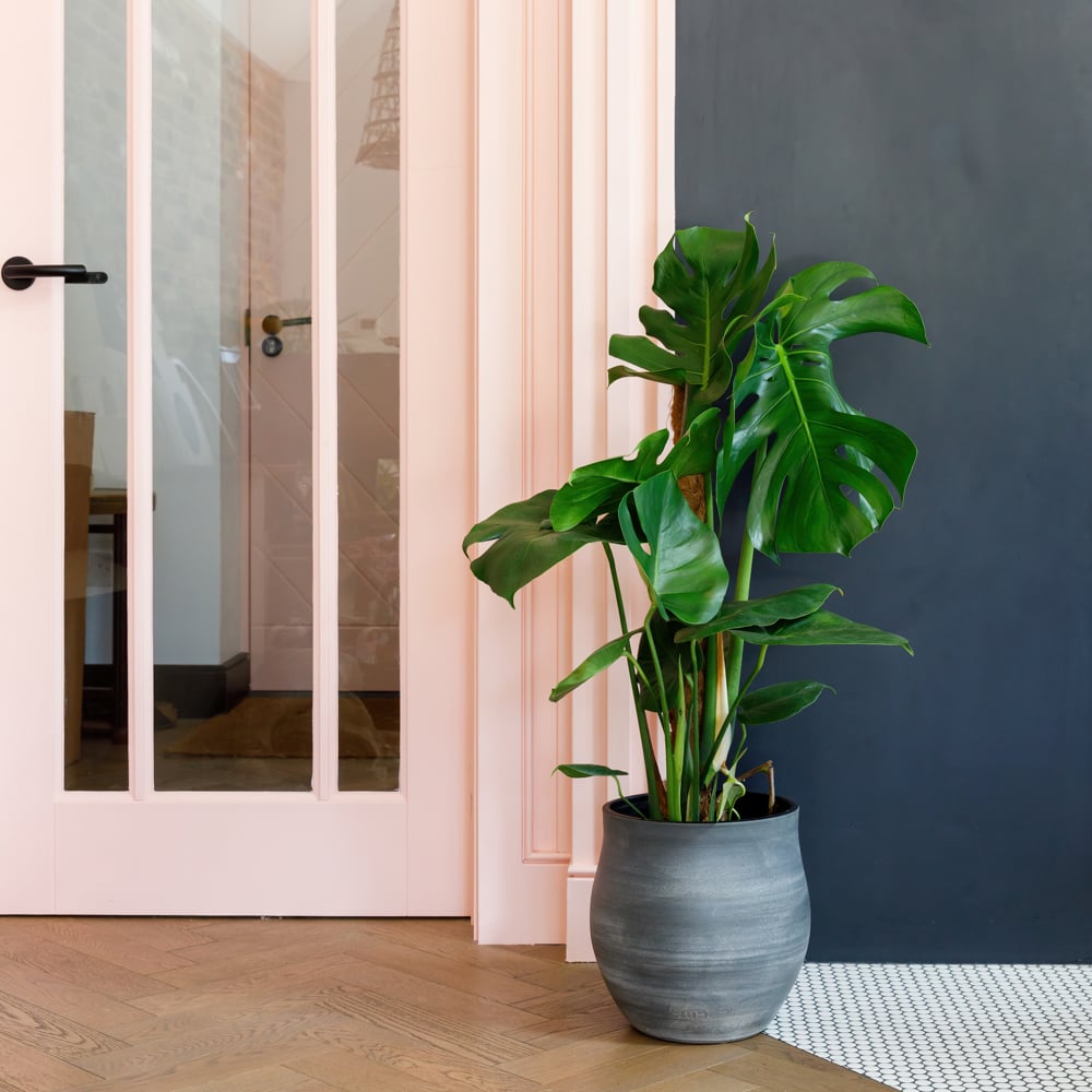 Monstera Moss Pole
