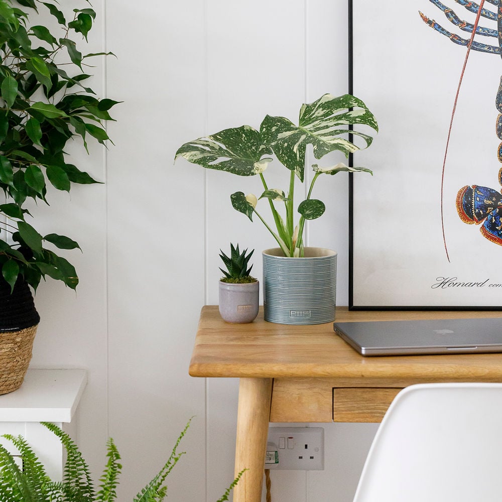 Monstera Thai Constellation Mini Haworthia