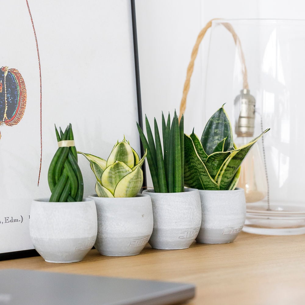 Mini Air Purifying Desk Gang