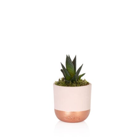 Haworthia - Mini (10-15cm), Pink and copper