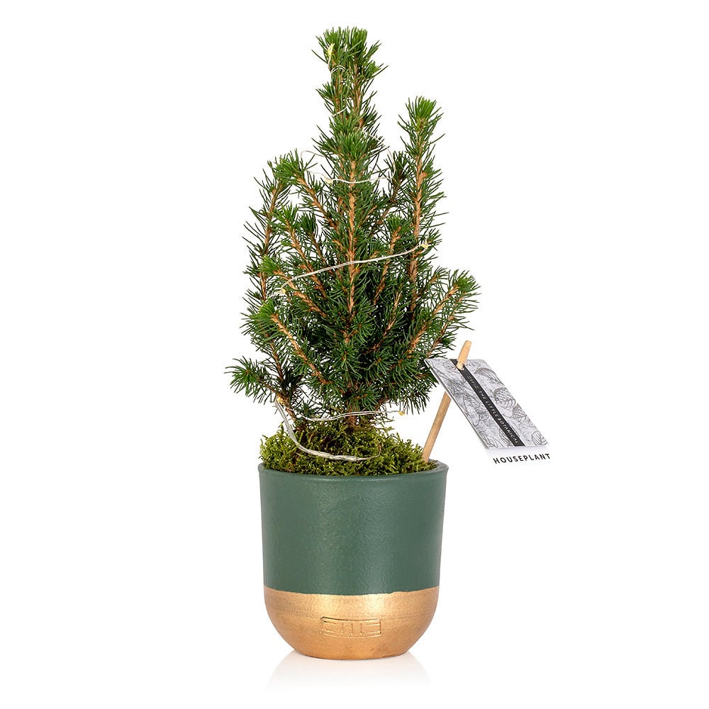 Christmas Picea Tree with lights