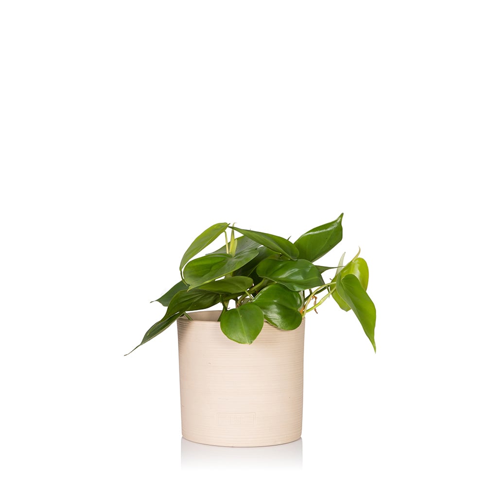 Philodendron Cordatum