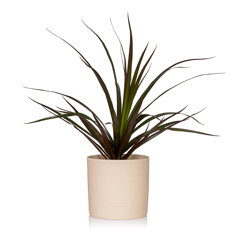 Dracaena Marginata (Green)