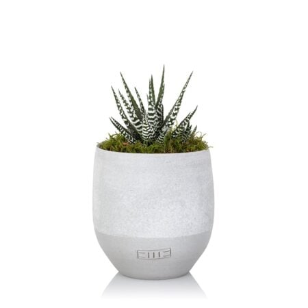 Haworthia - Small (15-30cm), Grey concrete