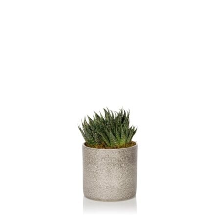 Haworthia - Medium (20-40cm), Grey textured pot