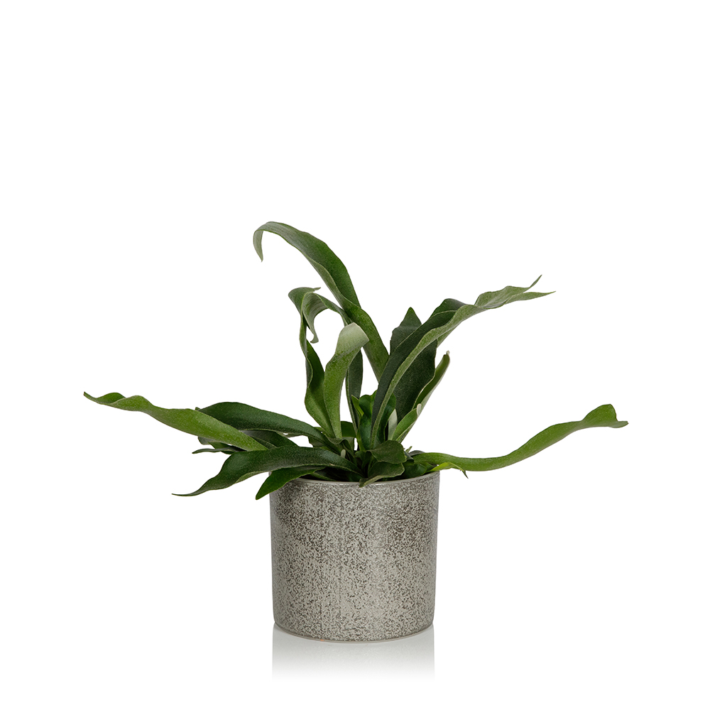 Staghorn Fern