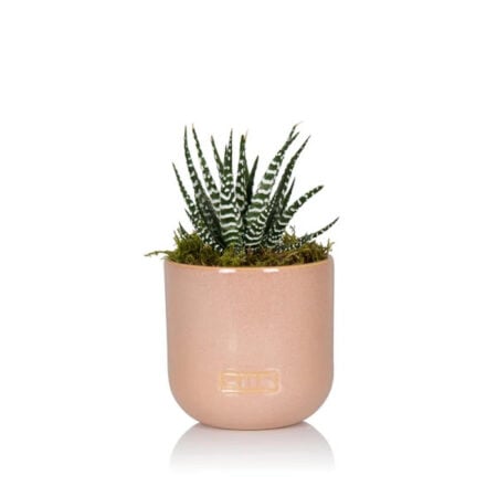 Haworthia - Small (15-30cm), Pink glazed