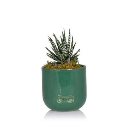 Haworthia - Small (15-30cm), Green Glazed