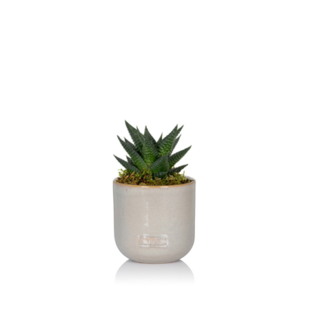 Haworthia - Mini (10-15cm), Grey Glazed
