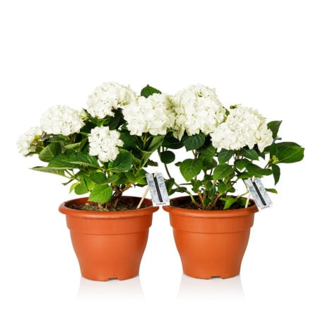 Hydrangea Bundle - White