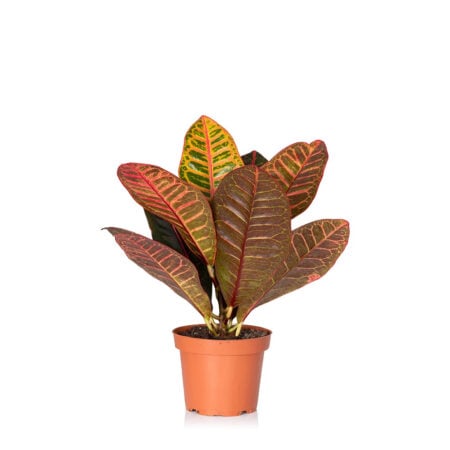 Croton Petra - Medium (20-40cm), Refills